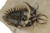 Short-Fork Walliserops Hammi Trilobite - Foum Zguid, Morocco #344466-5